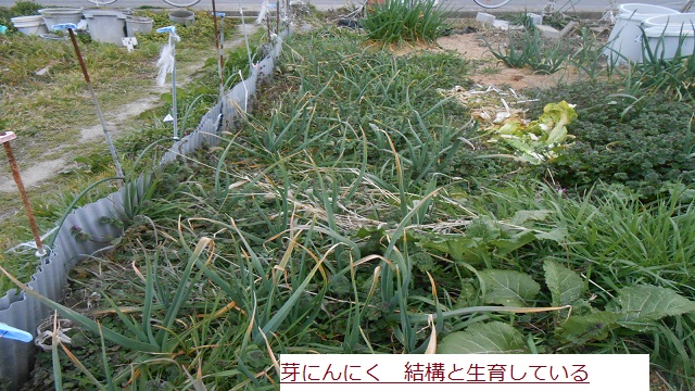 めにんにく.JPG