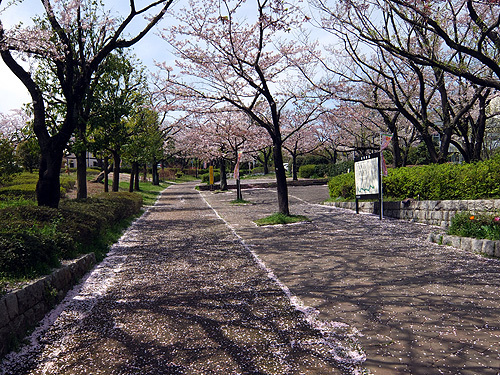 尾根緑道2016年4月桜2.jpg