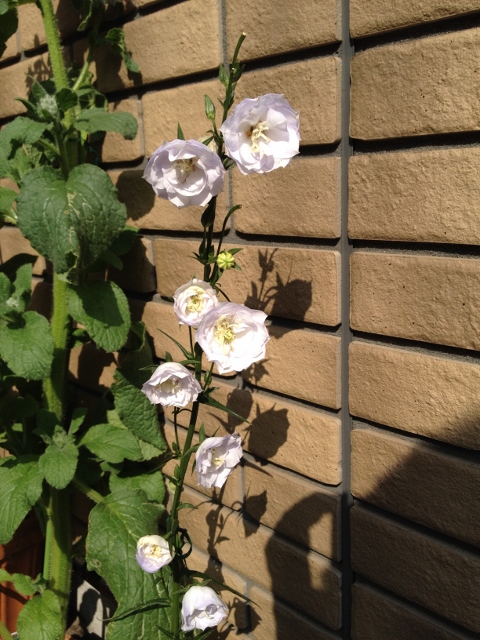 IMG_9293 (480x640).jpg