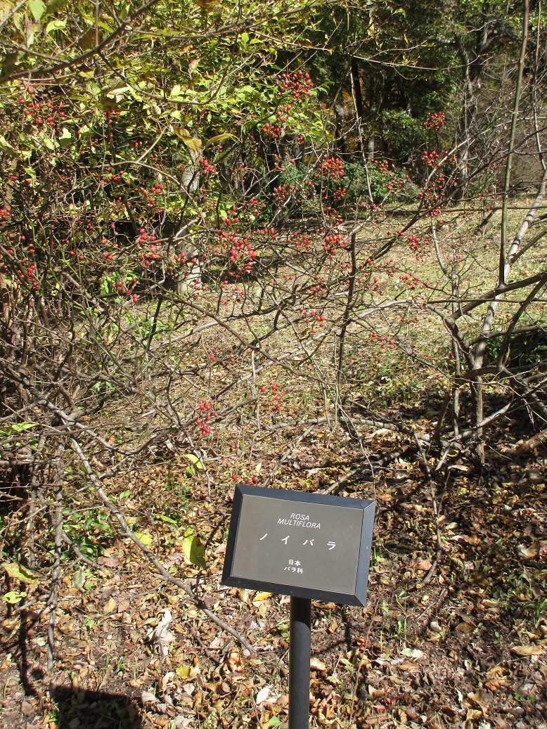 IMG_0544.JPG