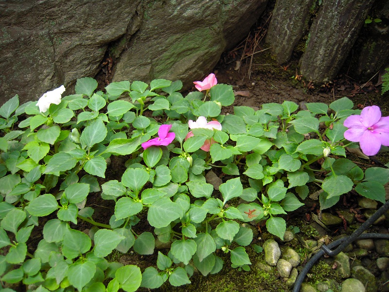 DSCN7669.JPG