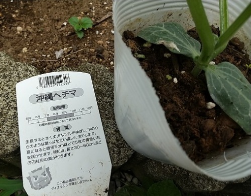 ゴーヤとヘチマを植え付けました V ネコ様とガーデニング 楽天ブログ