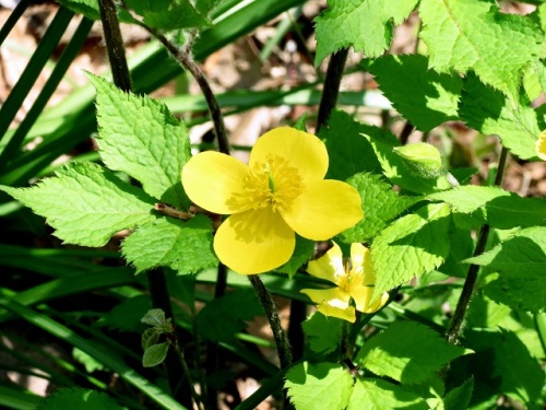 ヤマブキソウの花 ヤマブキソウの花言葉 すがすがしい明るさ は しろうと自然科学者の気持ちにピッタリの花言葉です 昭和記念公園での自然観察 その6 しろうと自然科学者の自然観察日記 楽天ブログ