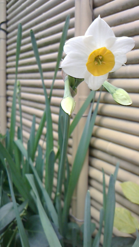 NEC_0141.JPG