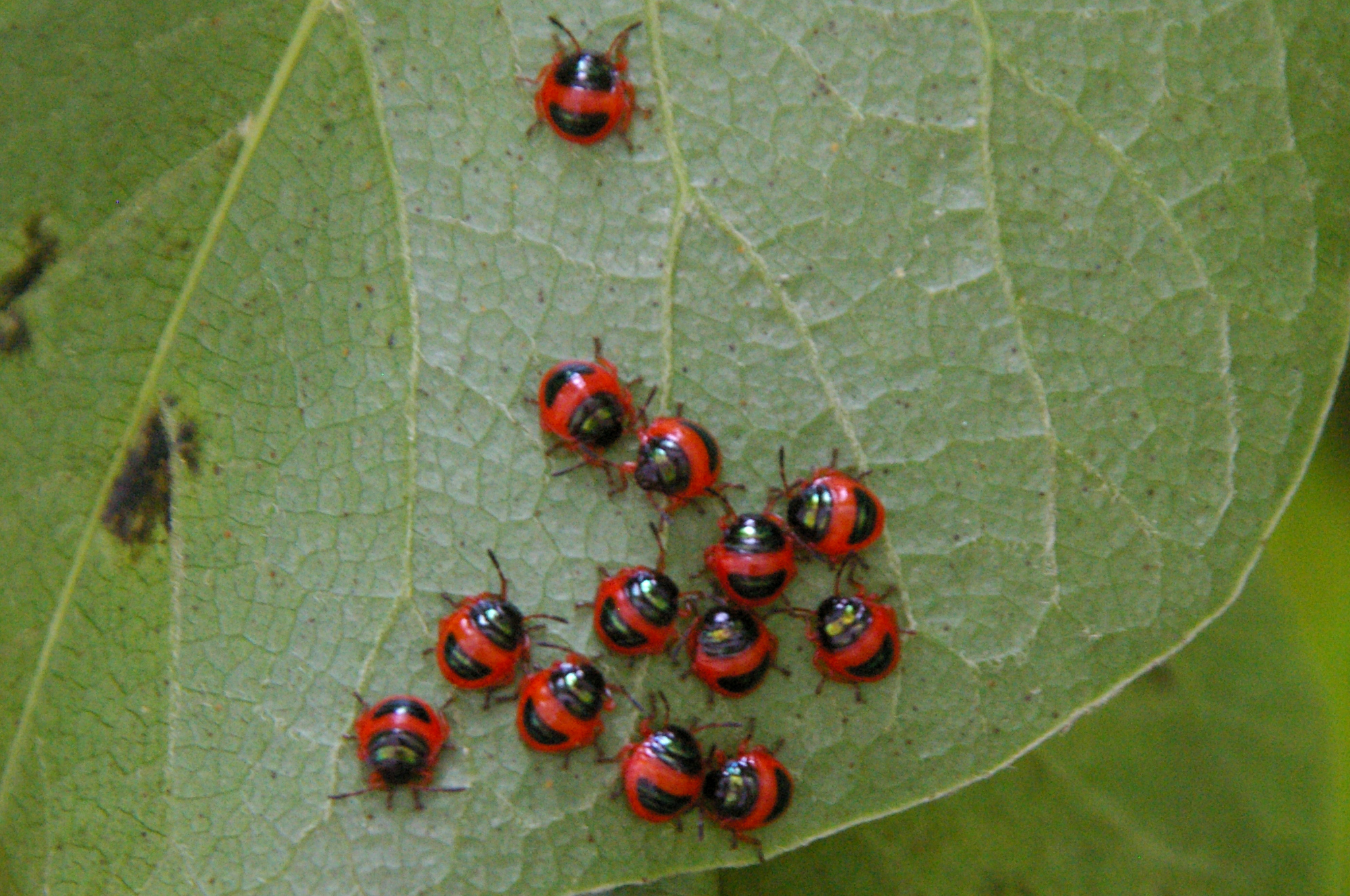 アカスジキンカメムシ（1齢幼虫）