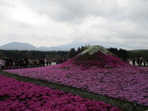 曇りのミニ芝桜富士