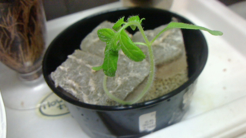 NEC_0989.JPG