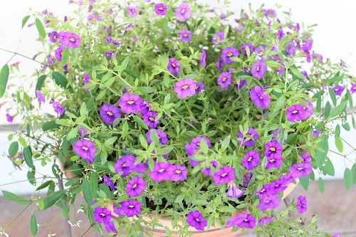 マルブン (13).JPG