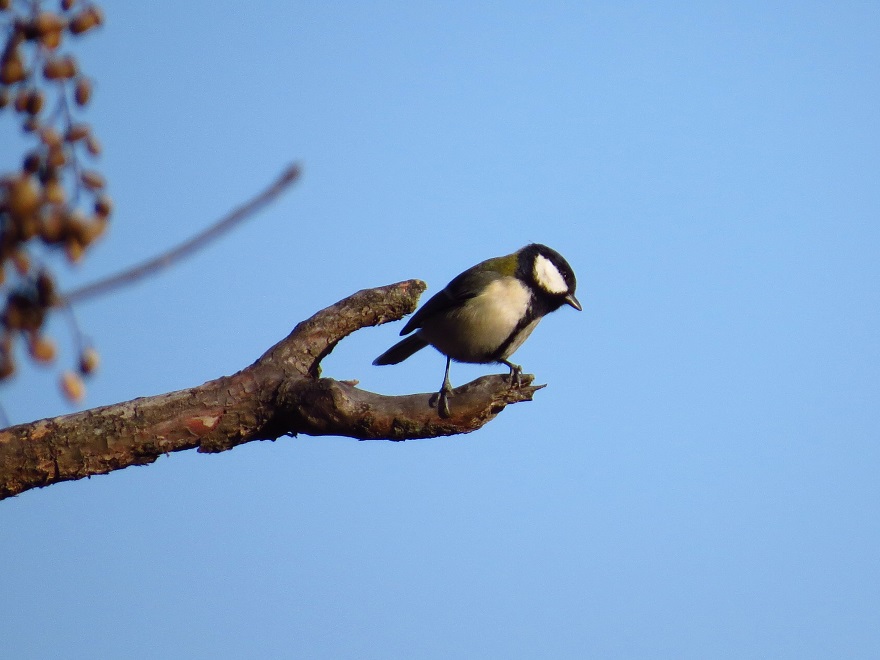 シジュウカラ8936.jpg