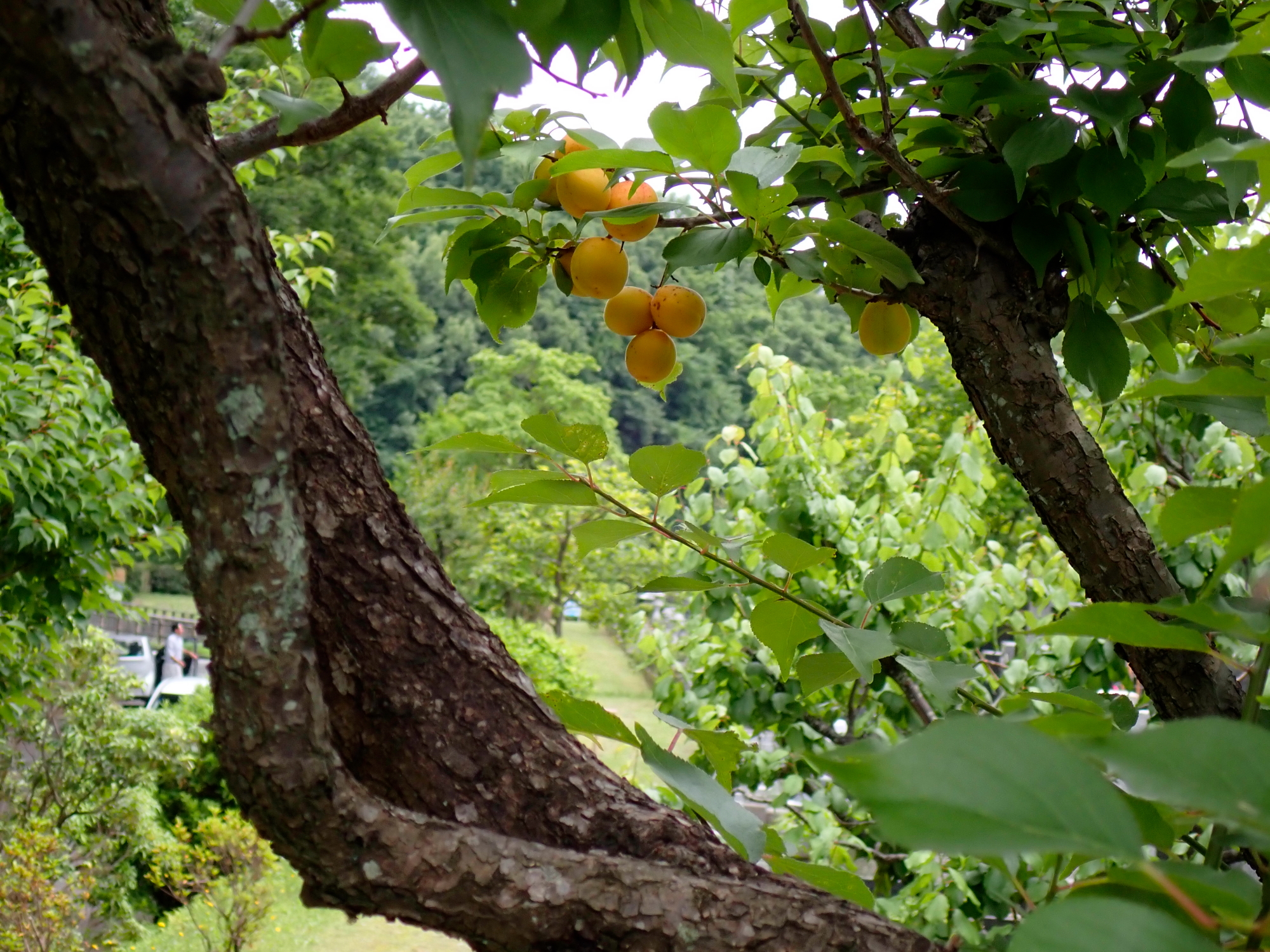 _6120090.JPG