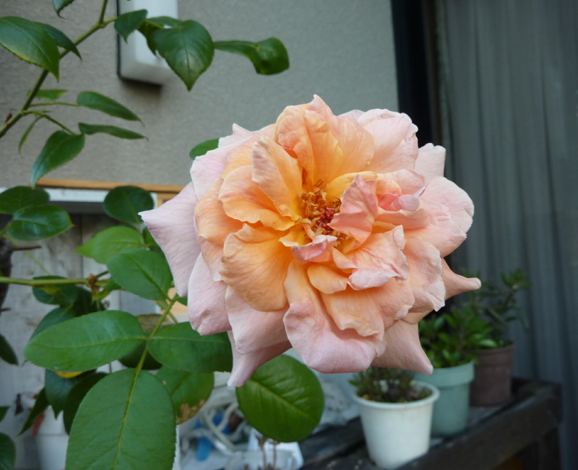 120826-bara-6.jpg