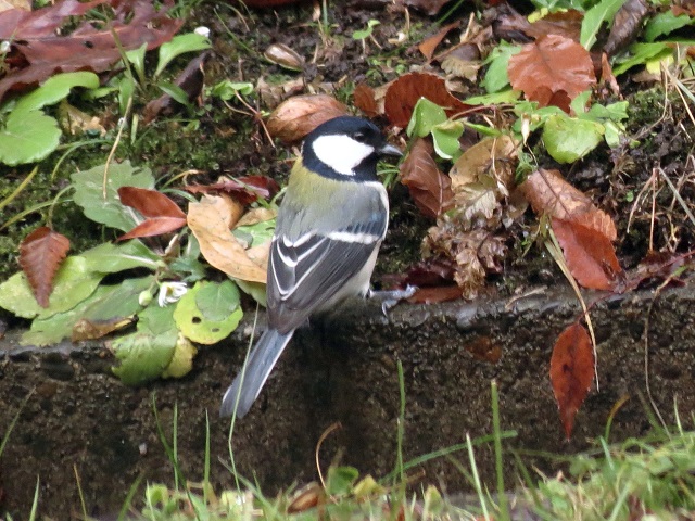 シジュウカラ3.JPG