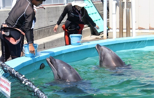 ドルフィンセンター (2).JPG