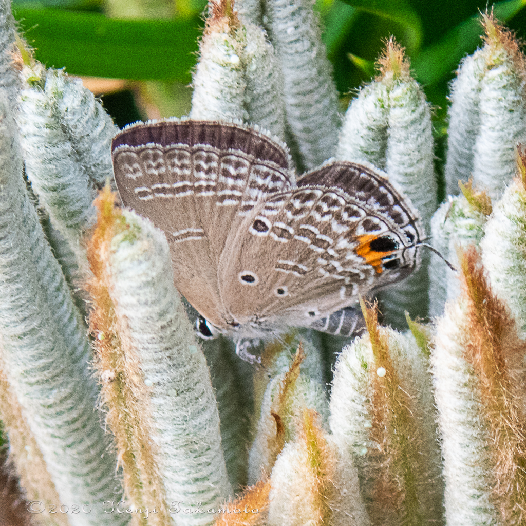 クロマダラソテツシジミ（産卵）