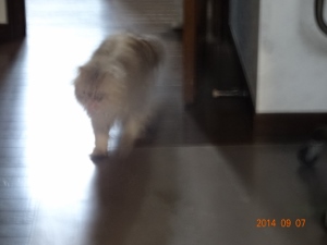 DSC04307 (300x225).jpg