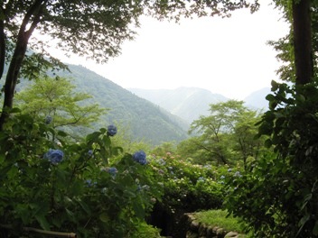 紫陽花と山.jpg