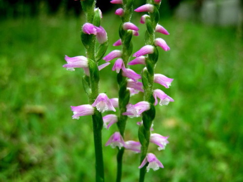 小さい花ですが他のラン科の花と共通の6枚の花被片があるネジバナの花 自然観察の振返り 1 ラン科の植物 第9回 しろうと自然科学者の自然観察日記 楽天ブログ