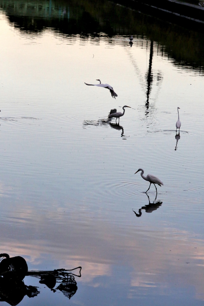 B97A5920 (683x1024).jpg