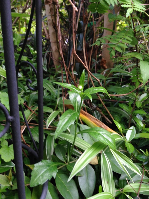 IMG_6900 (480x640).jpg