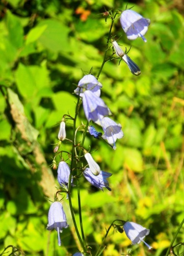 14ツリガネニンジン (2)(V.2012_10_26__10_44_46).jpg