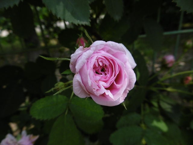 P1240765_R.JPG