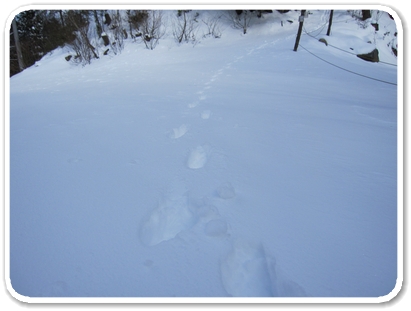 新雪を歩く_7642.jpg
