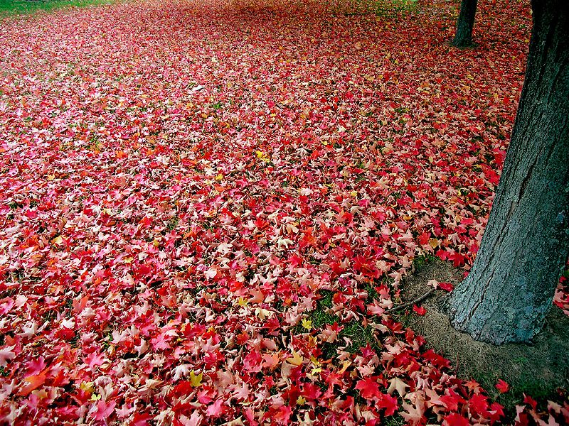 Red_autumn_leaves.jpg