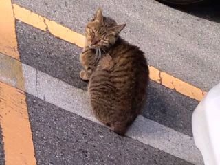 お寒うございますにゃあ2017