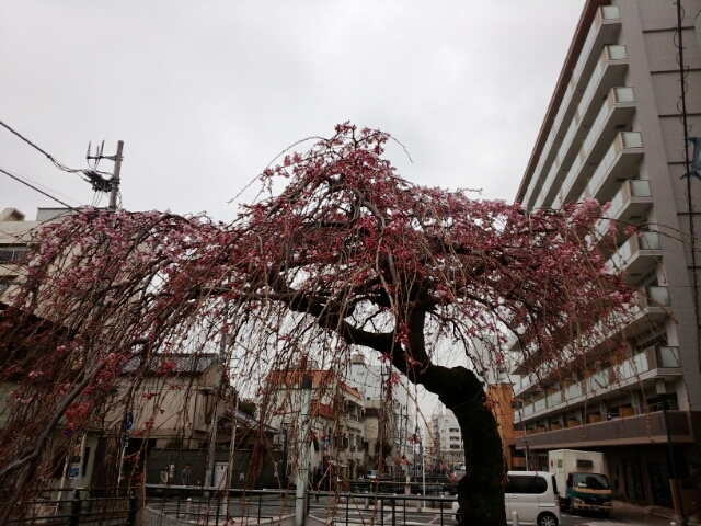 IMG_20150320_121712枝垂れ桜４.jpg