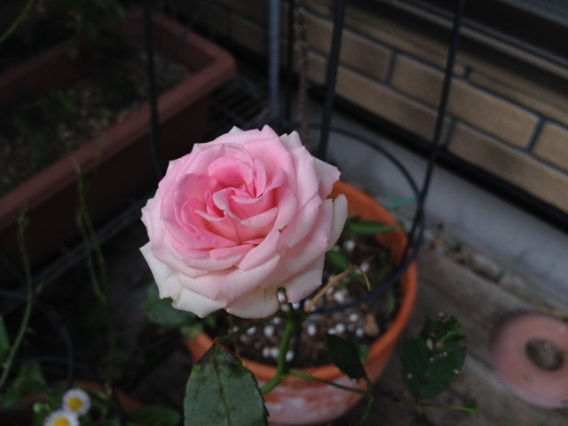 IMG_8958 (640x480).jpg