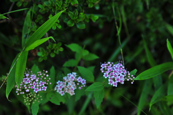 DSC_0715下野.jpg