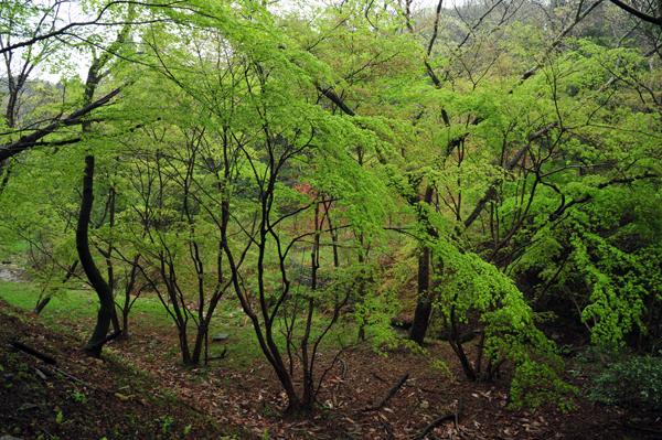 DSC_4561新緑の森１.jpg