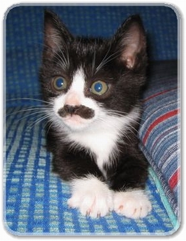 mustache君01.jpg