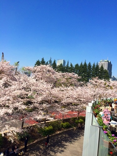 0402sakura2.jpg