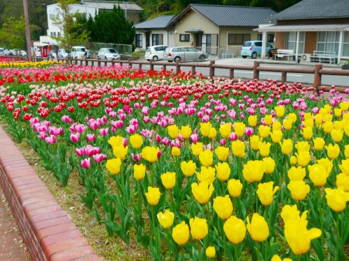 チューリップまつり7.jpg