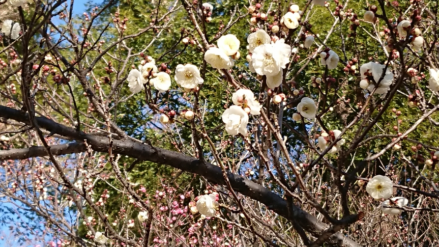 DSC_1118.JPG