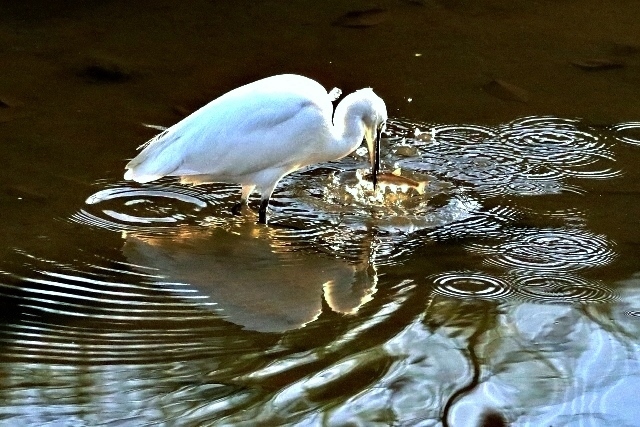 P95A2509 (640x427).jpg