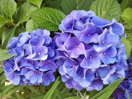 青紫球紫陽花2018