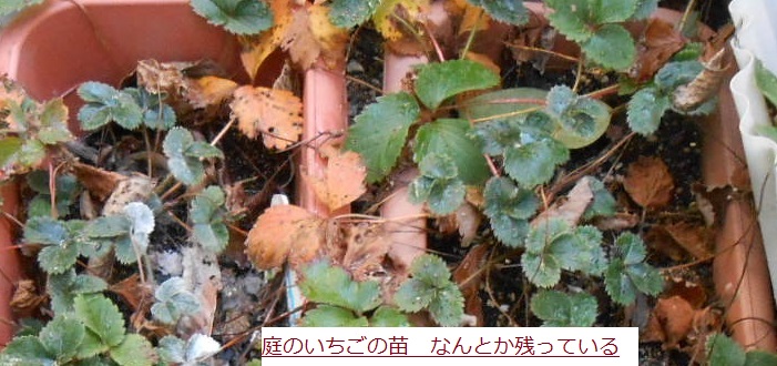 いちご.JPG