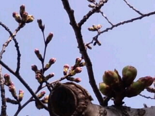 色づいた桜の蕾（3月22日）2015