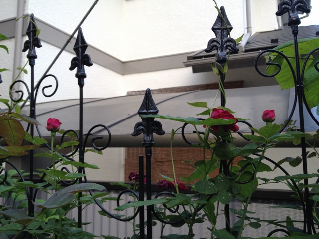 IMG_0477 (640x480).jpg