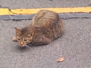 だれるキジトラ猫