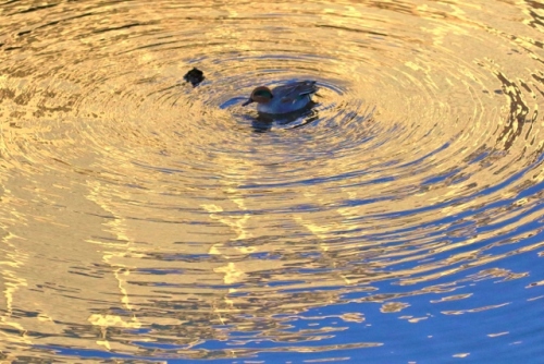 P95A4595 (640x427).jpg