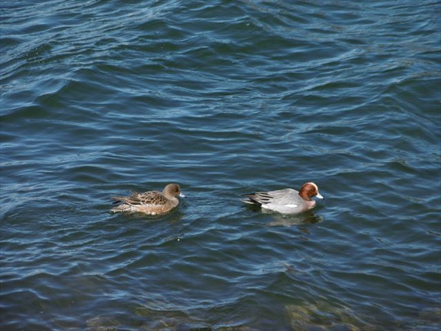 P1000950_R.JPG