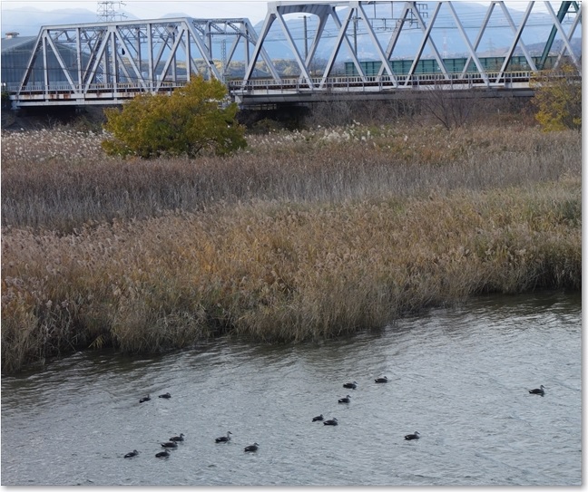 51岸辺には鴨さんたちが