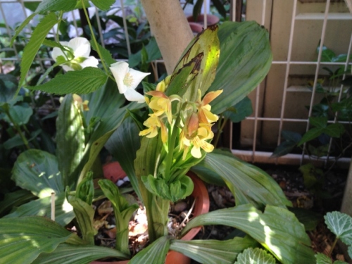 IMG_7003 (640x480).jpg