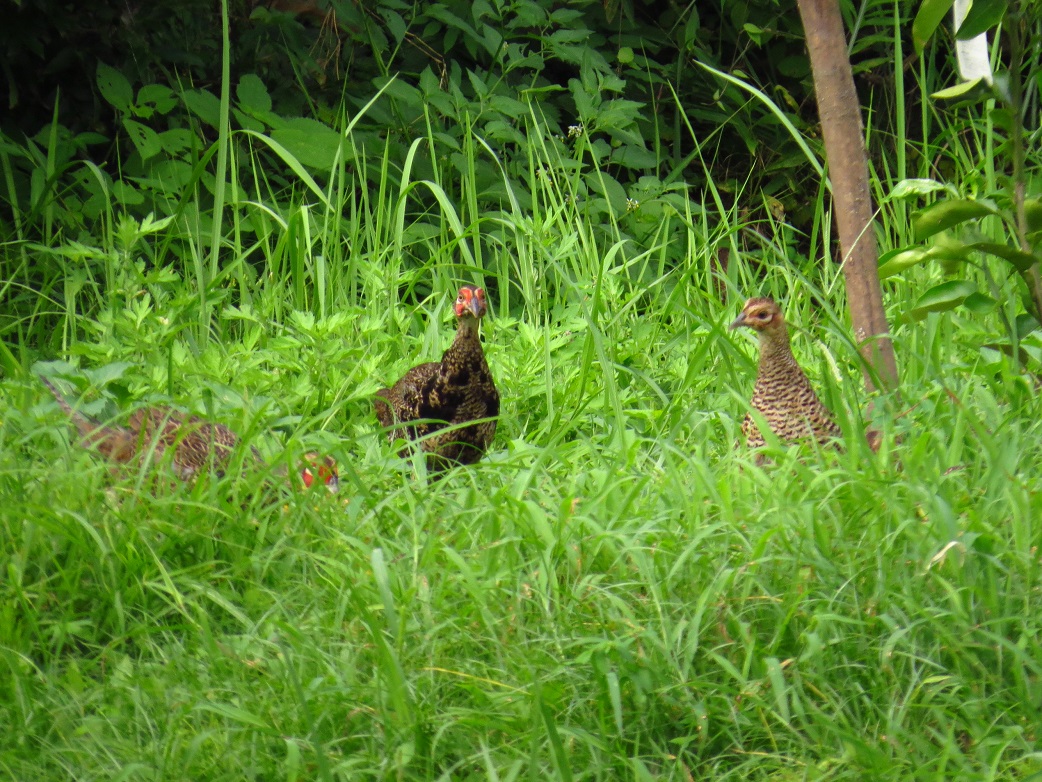 キジ若鳥9035.jpg