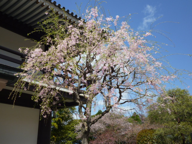 P1070430.JPG