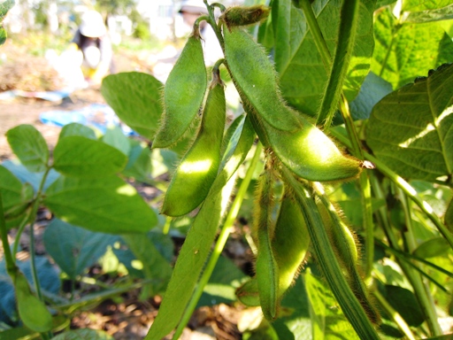 大豆の収穫　その８.JPG