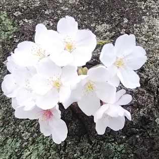 幹に桜の花房2020.jpg